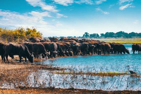 4 Days Tour To Serengeti, Ngorongoro, Lake Manyara